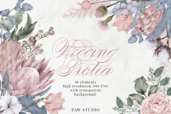 Wedding Protea Cotton Flowers Clipart: A Botanical Toolkit for Modern Design